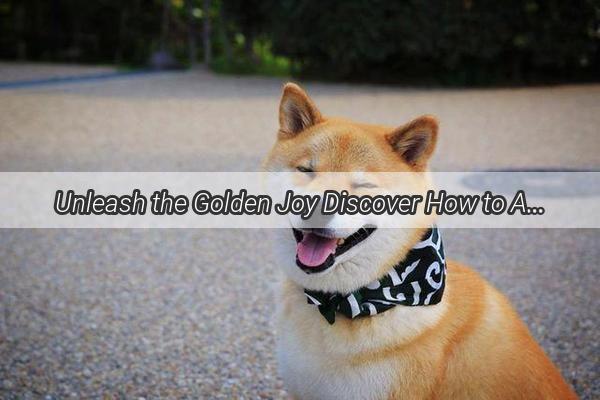 Unleash the Golden Joy Discover How to Adopt the Perfect Golden Retriever Companion